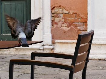 View of birds on chair against wall