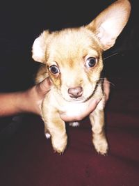 Portrait of cute puppy at home