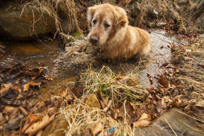 Close-up of a dog in puddle