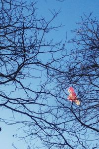 Low angle view of bare tree against sky