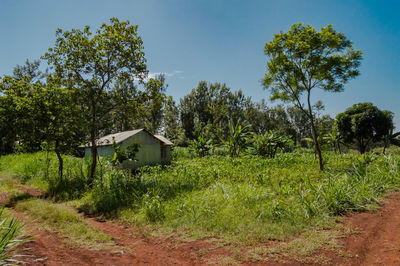 Plants growing on field by trees and building against sky