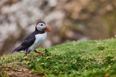 Puffin standing on a rock cliff . fratercula arctica 