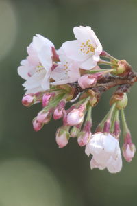 Close-up of pink flowers blooming outdoors