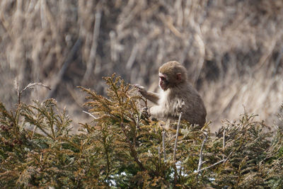 Monkey sitting on a tree