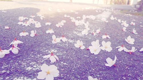 Close-up of pink flowers on street