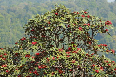 Close-up of red berries on tree