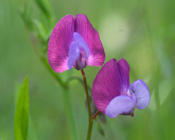 Close-up of purple flowering plant