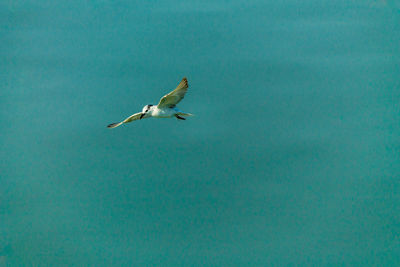 Seagull flying