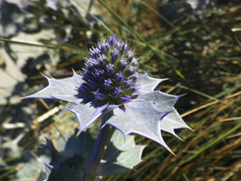 Close-up of purple flower blooming outdoors