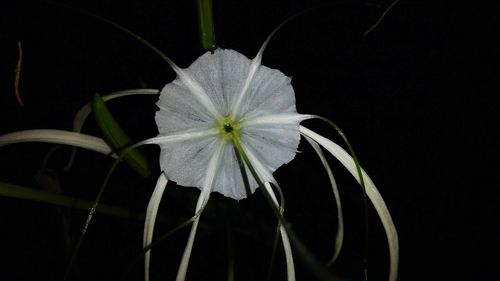 Close-up of iris blooming against black background