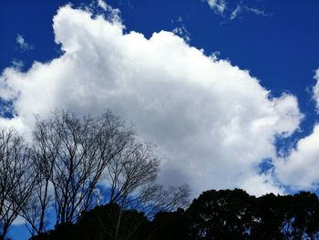 Low angle view of tree against sky