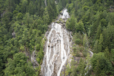 Panoramic view of trees in forest