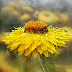 Close-up of sunflower blooming outdoors