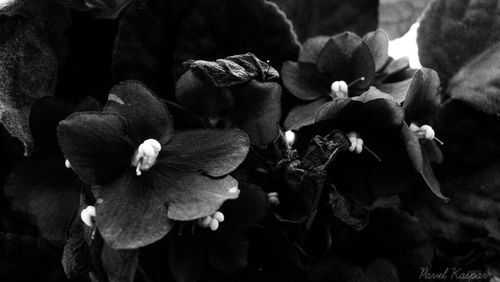 Close-up of flowers blooming outdoors