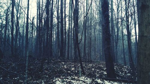 Bare trees in forest