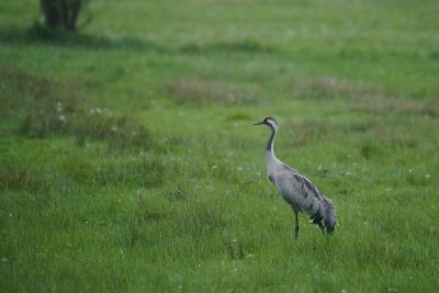 Bird on a field