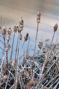 High angle view of dry plants on field during winter