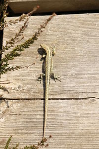 Close-up of lizard on wood