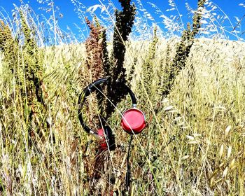 Close-up of pink plant on field against sky