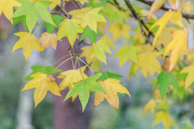 Close-up of yellow leaves on plant during autumn