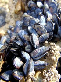 Close-up of shells on pebbles