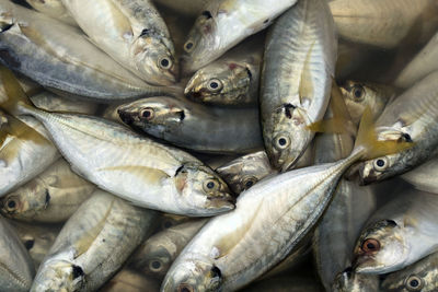 Full frame shot of fish for sale at market