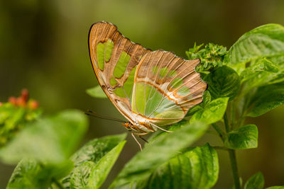 Close-up of butterfly on plant