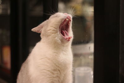 Close-up of cat yawning