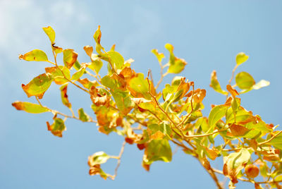 Low angle view of yellow flowering plant against sky