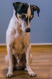 Portrait of a dog looking down, full body