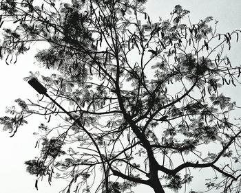 Low angle view of tree against sky