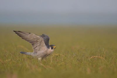 Bird flying over a field