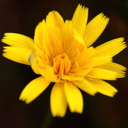 Close-up of yellow flower