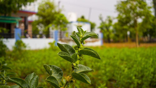 Close-up of plant growing on field