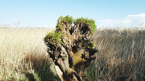 Trees growing against sky