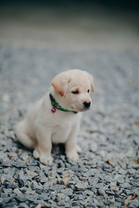 Portrait of a dog looking away