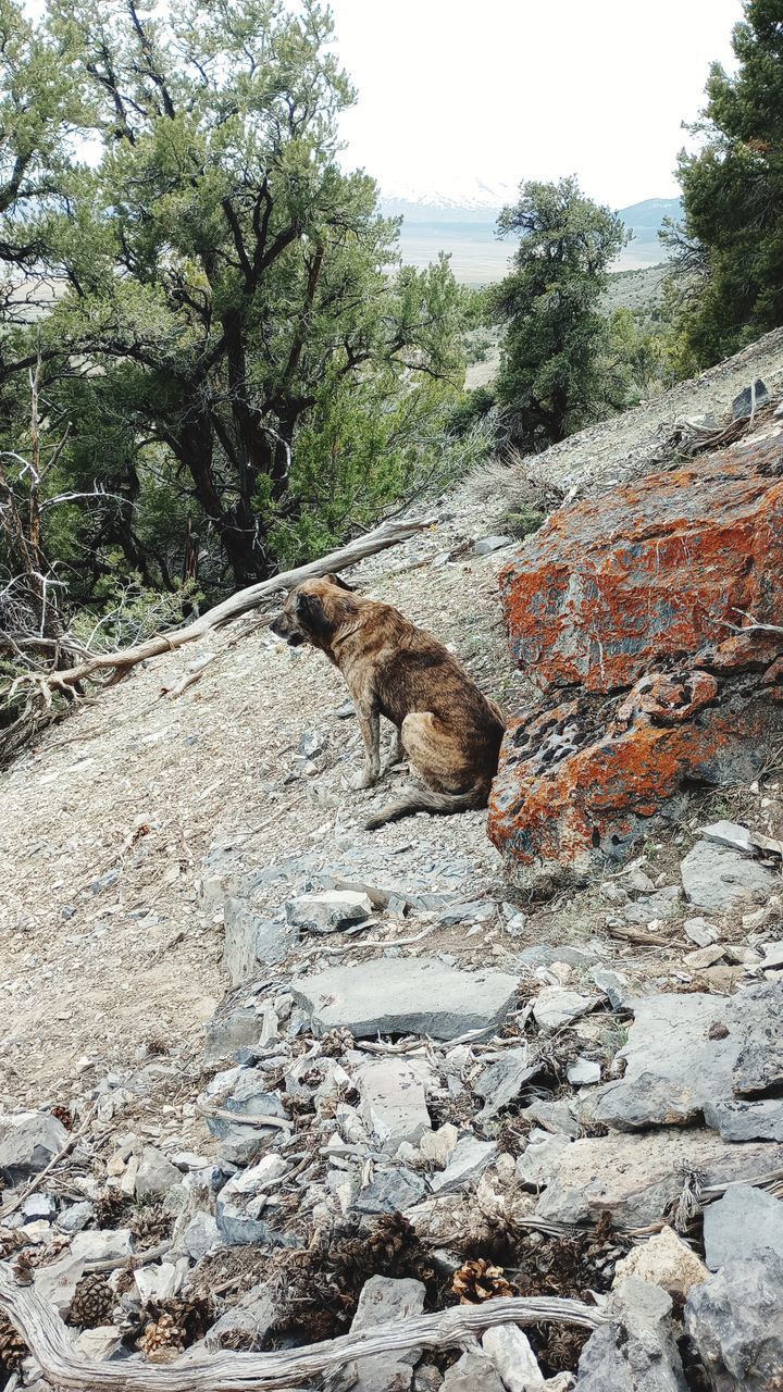 tree, animal, animal themes, plant, mammal, one animal, nature, rock, wilderness, no people, day, domestic animals, animal wildlife, pet, land, wildlife, trail, outdoors, sky, non-urban scene, dog, beauty in nature, forest, geology, scenics - nature, landscape