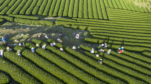 Harvesting tea