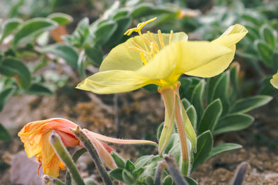 Close-up of yellow flowering plant