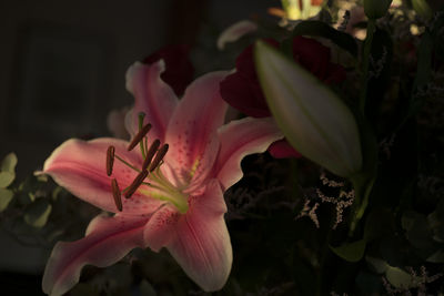 Close-up of pink flower