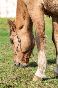 Horse grazing on field