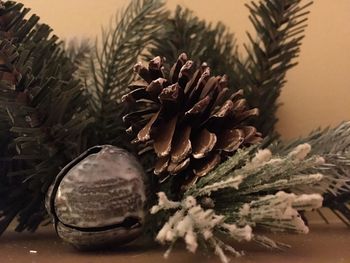 Close-up of pine cone on tree during winter