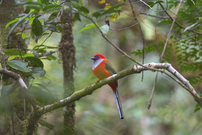 Bird perching on branch