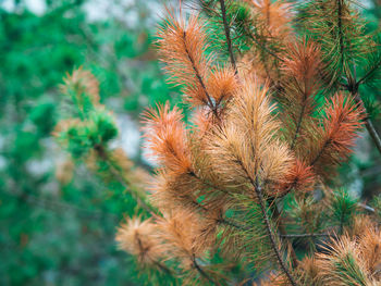 Close-up of flowering plant