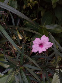 Close-up of pink flowering plants