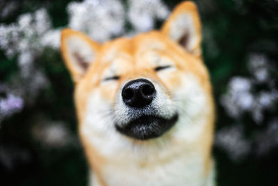 From above cute dog sitting near blooming lilac shrub with green leaves and looking at camera  