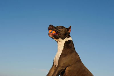 Low angle view of horse against clear sky