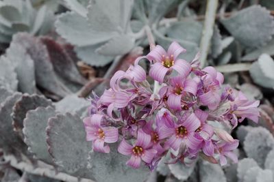 Close-up of pink cherry blossoms