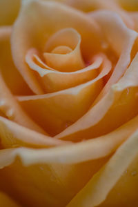 Close-up of rose flower