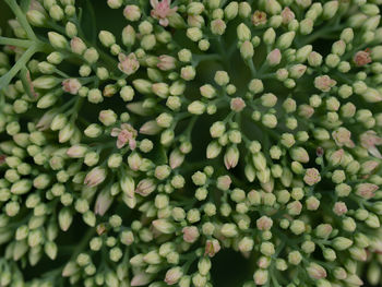 Full frame shot of flowering plants